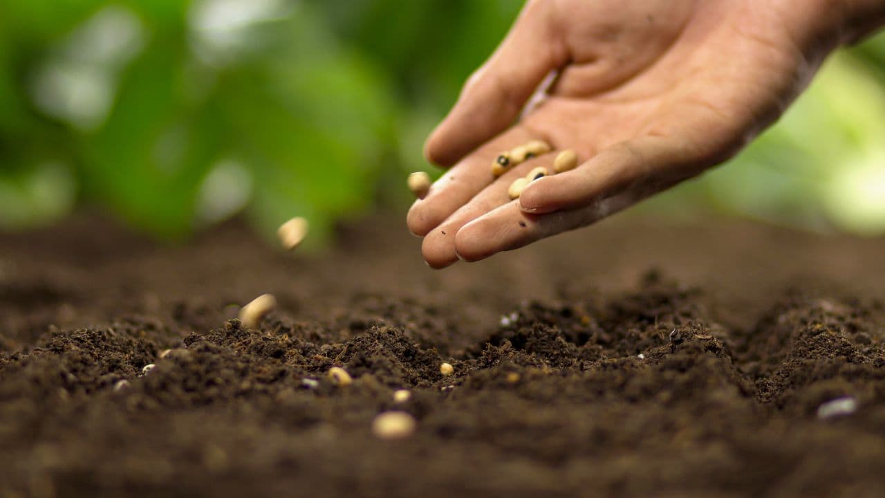 plantando sementes na terra.